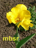mbsr
